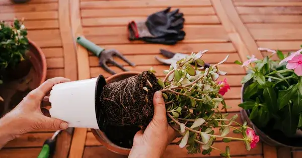 植え替え