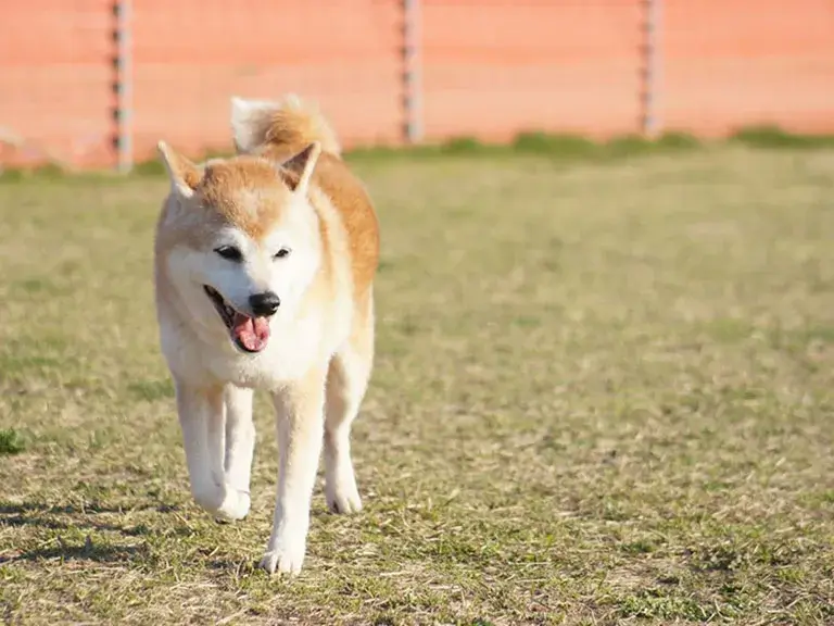 天然芝ドッグラン