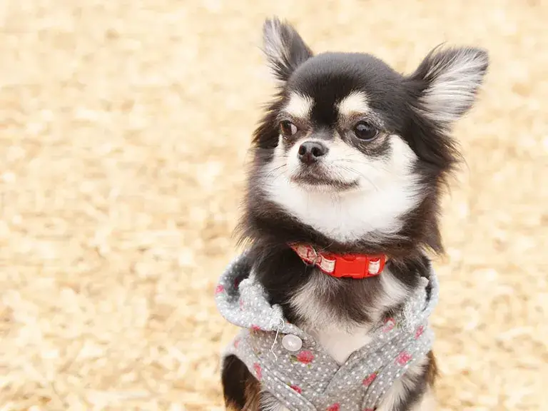 ウッドチップドッグランで遊ぶ犬