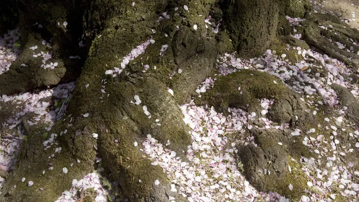 桜の花びら