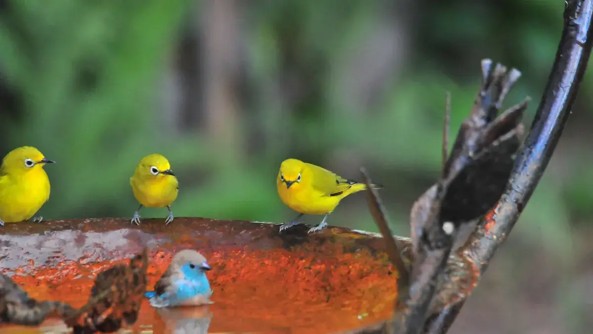 野鳥 を 庭 に 呼ぶ