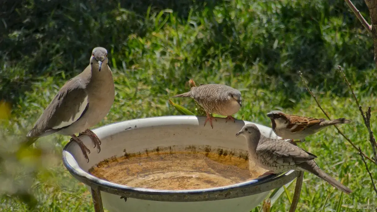 野鳥