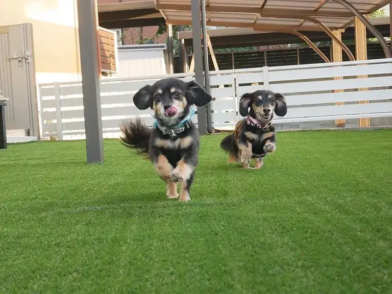 人工芝で遊ぶ犬