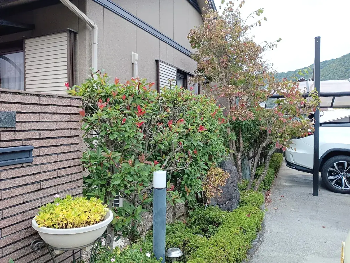 外構リフォーム前植栽