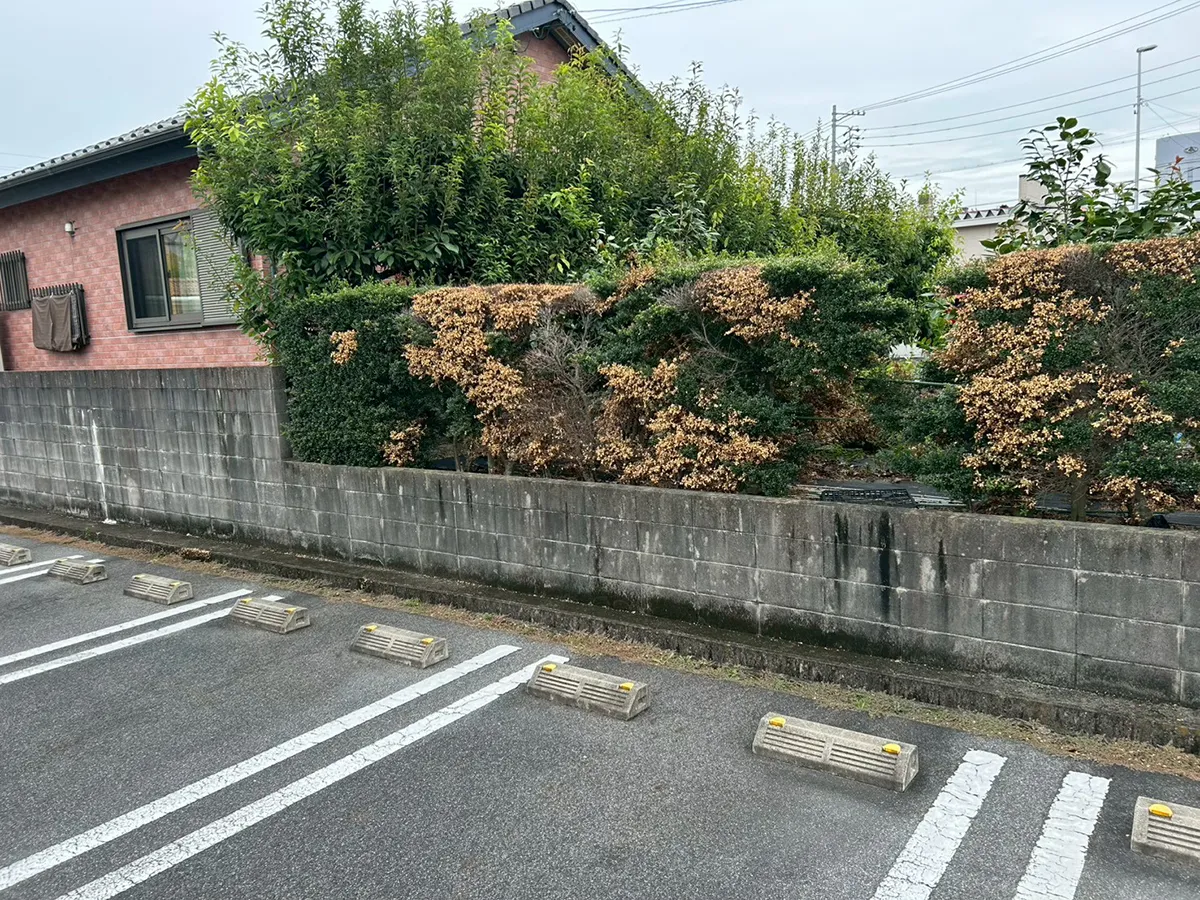 生垣撤去リフォーム工事前